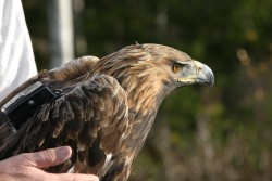 Eagle wearing a solar powered GPS-backpack containing cameras and accelerators.