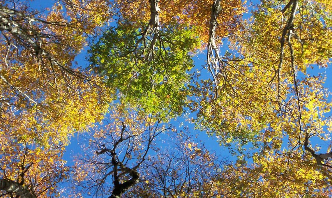 trees and biodiversity in chile