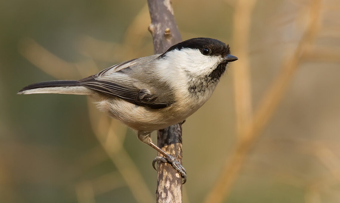 Willow Tit Bird sitting on branch