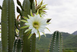 Mandacaru cactus flower in Paraíba, Brazil