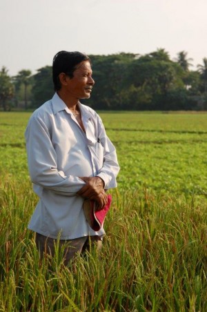 Farmer in rice paddy