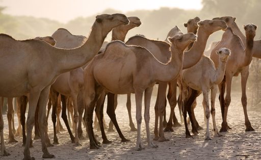 Group of camels in Kenya