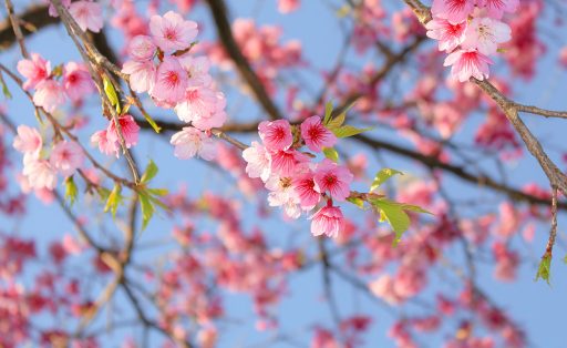 Okinawa Island cherry blossums